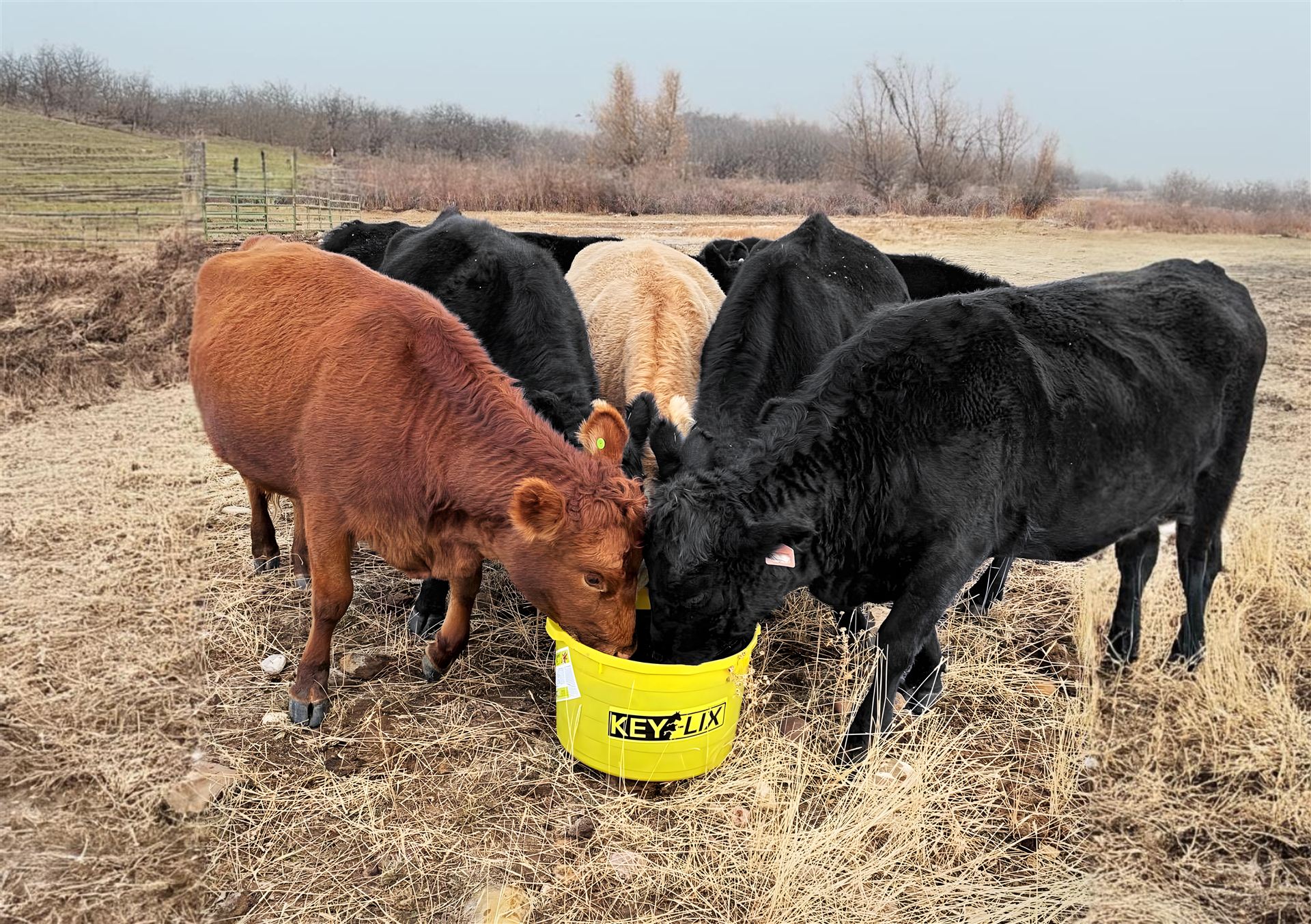 Cattle Licking Tub
